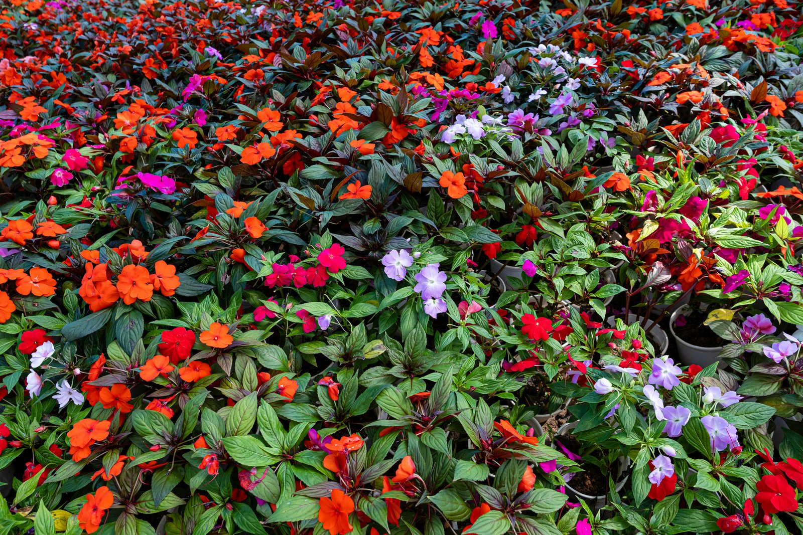 Plantas Ornamentais